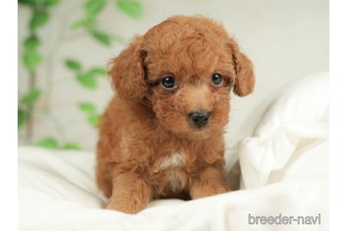 成約済の千葉県のトイプードル-211992の5枚目